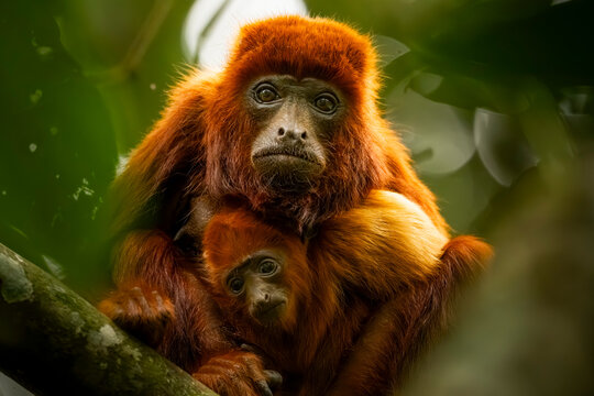 Colombian red howler in Barbas Bremen Reserve