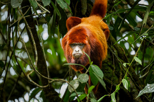 Colombian red howler in Barbas Bremen Reserve