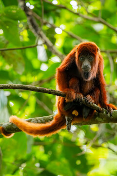 Colombian red howler in Barbas Bremen natural reserve
