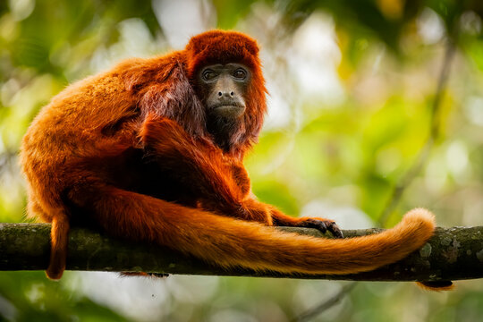 Colombian red howler in Barbas Bremen reserve