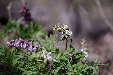 Fototapeta premium Corydalis solida.Corydalis Lutea. Yellow flower. Delicate yellow tubular wild flowers with foliage. Blossom forest floor in early spring