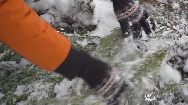 a man in gloves shakes snow off a conifer, Winter garden maintenance, cleaning snowy juniper branches, Shaking snow off evergreen branch with gloved hand