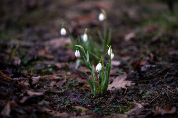 first snowdrops in early spring