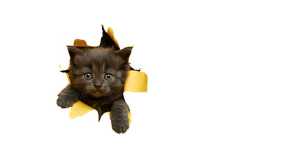 A very cute fluffy gray kitten with bright green eyes curiously peeking through a torn yellow paper hole showing a playful and surprising moment isolated on transparent background