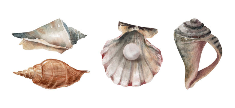 Seashell watercolor collection isolated on white background. Suitable for jewelry branding, packaging design, textile prints, coastal decor, resort marketing, beauty products and handmade business 