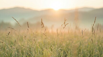 Golden sunrise over a misty meadow with tall grasses in the foreground © Sulastri