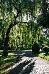 Fototapeta premium Peaceful Park Path Under a Weeping Willow
