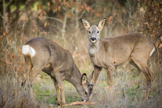 Two roe deer in natural habitat during autumn day