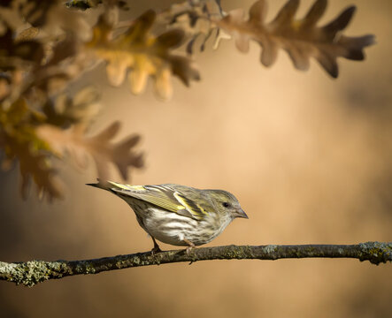 Eurasian siskin on a tree branch in natural habitat