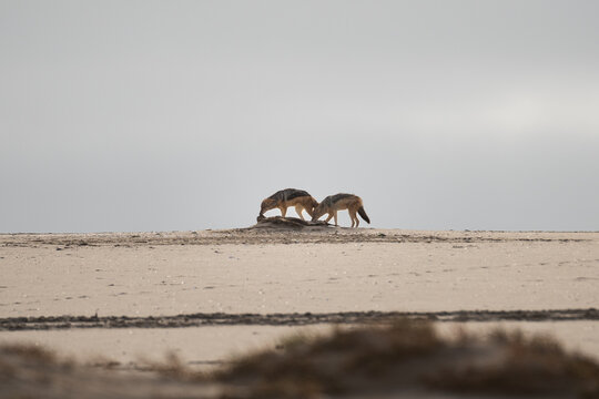 Two jackals scavenging in the Namib Desert landscape