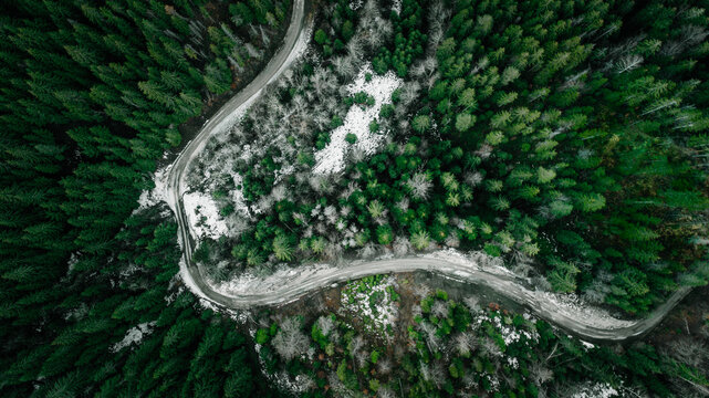 Aerial view of a winding road cuts a pale swathe through the dense, dark green forest, dusted with snow, Zaovine, Zlatibor District, Serbia.