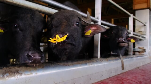 Water buffalo herd lines feeding bay behind metal rails in barn. Lead buffalo pushes muzzle forward with nose ring tilting while ear tags hang