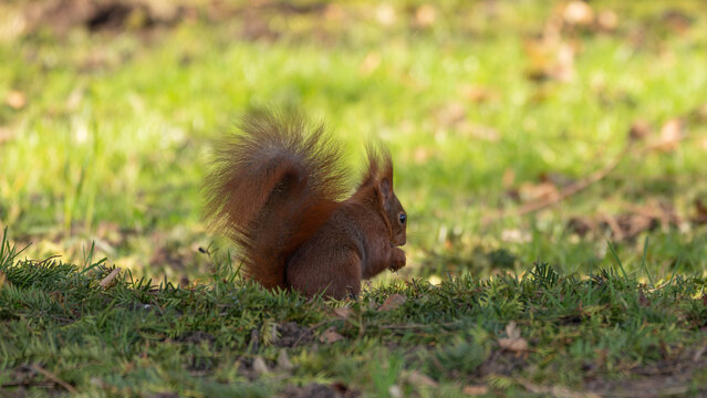 Squirrel sitting in the gras in Winter searching for food in Duesseldorf Germany. High quality photo
