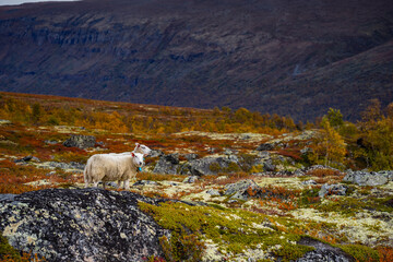 Obraz premium Owce na pastwisku w Dovrefjell