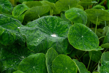 Large nasturtium leaves with dew drops © KoshMara