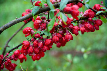 A sprig of blooming Japanese quince in the rain © KoshMara
