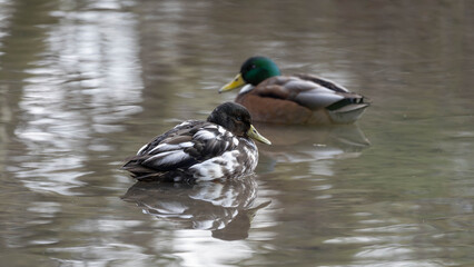 Obraz premium Beautiful Pair of common Ducks - Female Duck as a Hybrid with Black and White Feathers . High quality photo