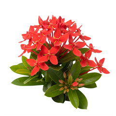 A vibrant red flower with lush green leaves against a white background