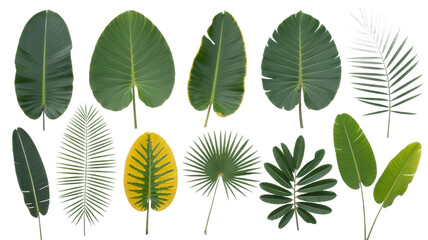 Various tropical leaves on white background green leaves isolated on a transparent background