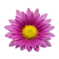 A vibrant pink flower with a yellow center blooming in the sunlight