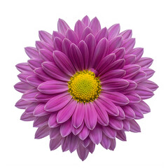 A vibrant purple flower with a yellow center blooming in full glory