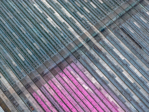 Aerial view of linear patterns of greenhouses, where one section bursts with vibrant pink hues against the muted tones of the others, Plouguerneau, Bretagne, France.