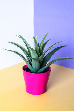 Vibrant pink pot with green succulent plant