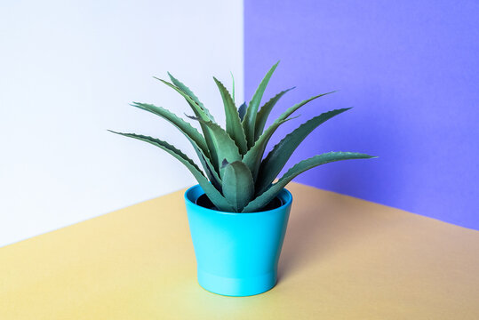 Green succulent plant in a blue pot on colorful surface