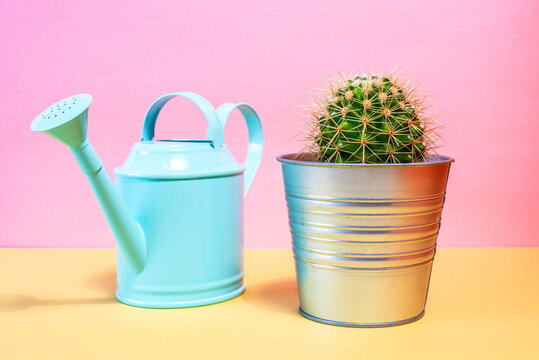 Cactus and watering can on colorful background