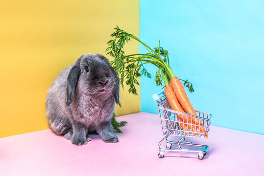 Cute rabbit with carrots in a mini shopping cart