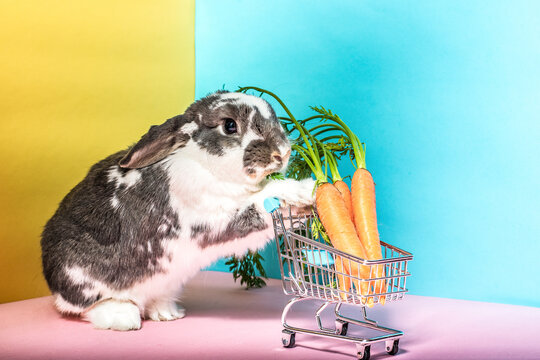 Adorable rabbit with shopping cart and carrots