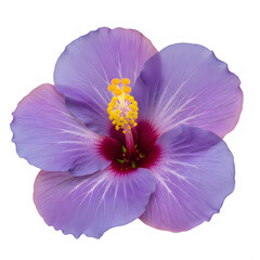 A vibrant purple hibiscus flower with a striking yellow center and deep red accents