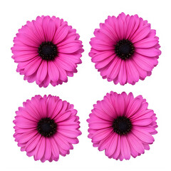 Four vibrant pink gerbera daisies arranged in a square formation against a white background