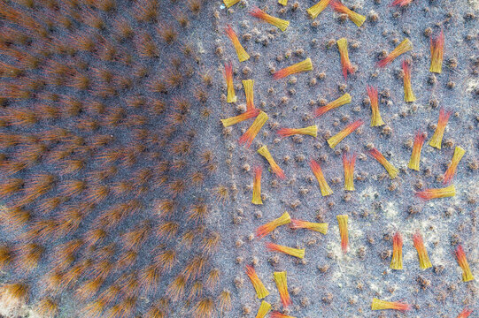 Harvesting wicker bundles in winter field landscape