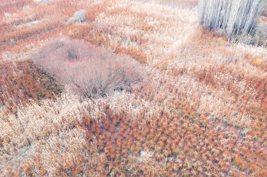 Wicker harvesting in winter field landscape