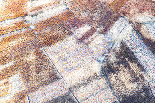 Winter wicker harvesting in frosty fields
