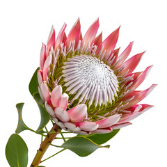 A close-up view of a vibrant protea flower with pink and white petals