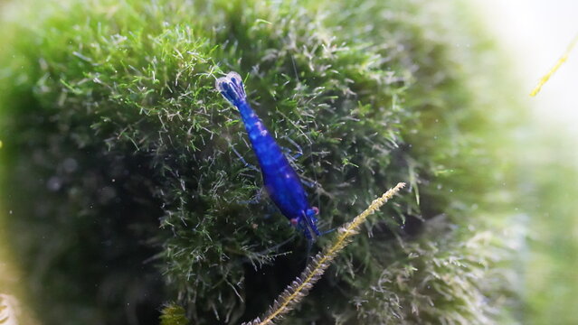 Vibrant Blue Neocaridina Shrimp on Lush Green Moss