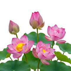 A beautiful bouquet of pink lotus flowers in full bloom against a white background