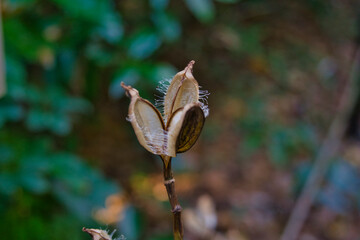 Riesenlilie © Oliver