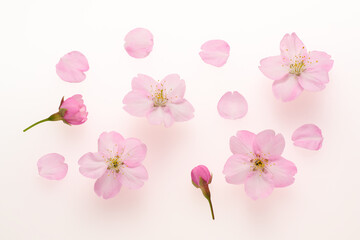 白い背景のサクラの花