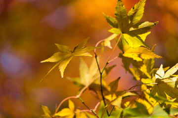 Obraz premium Herbstlaub
