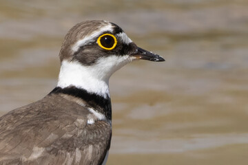 Fototapeta premium Little ringed plover stands by the water's edge at Huydecopersbos in Hilversum, Netherlands during a sunny day