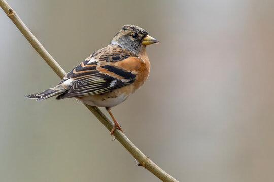 Brambling perched on a branch in a serene natural setting during winter in the Netherlands