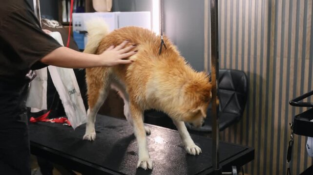 Akita dog being groomed on a table with a groomer using a dryer in a bright pet salon, showcasing grooming tools and equipment in the background