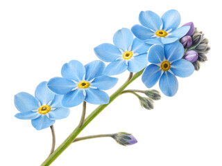 Fototapeta premium Forget-me-not flowers in delicate illustration style with soft blue color on white background for floral design