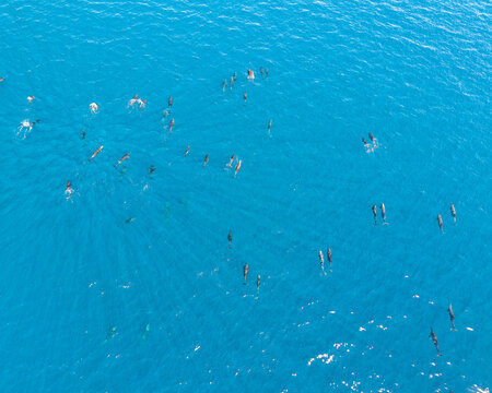 Aerial view of a pod of dolphins swimming in the turquoise waters of the Sea of Cortez, their sleek bodies contrasting against the vibrant blue, La Paz, Baja California Sur, Mexico.