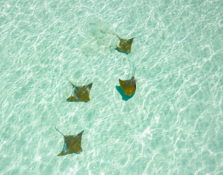 Aerial view of a squadron of spotted eagle rays gliding through the crystal-clear turquoise waters of the Sea of Cortez, La Paz, Baja California Sur, Mexico.