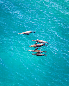 Aerial view of sea lions swimming together in the turquoise ocean waters, a mesmerizing blend of aquatic life and serene beauty, La Paz, Baja California Sur, Mexico.