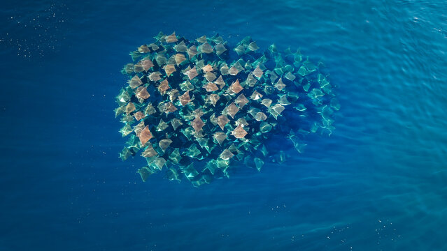 Aerial view of a squadron of mobula rays gliding through the deep blue sea, their shadows creating an ethereal dance beneath the surface, La Paz, Baja California Sur, Mexico.